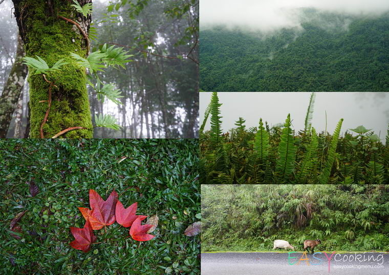 ถนนลอยฟ้า ดอยภูคา01.jpg