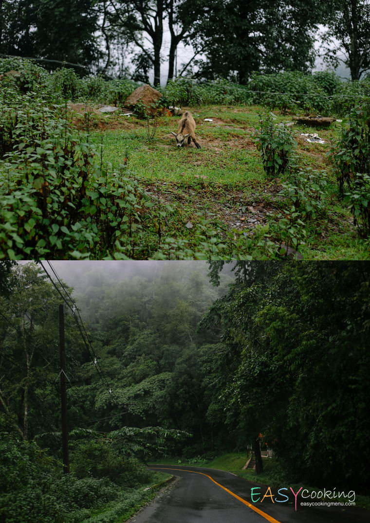 ถนนลอยฟ้า ดอยภูคา03.jpg