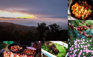 เที่ยวดอยอินทนน์-ขุนวาง